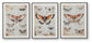 Jossletts Wall Art Set (3/CN)
